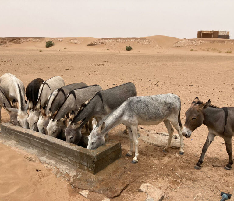 La magie de l'eau dans le désert