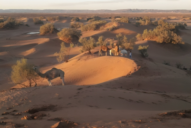 Sahara bivouac Nomade