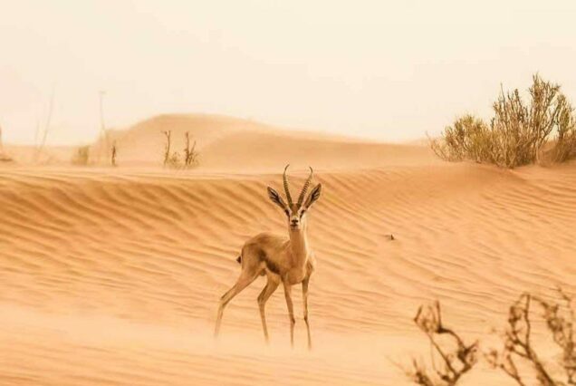 Grain de Sable du Maroc - Gazelle