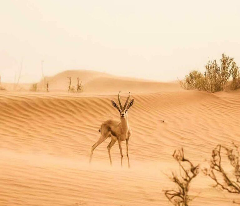 La plaine des Gazelles, c'est ici
