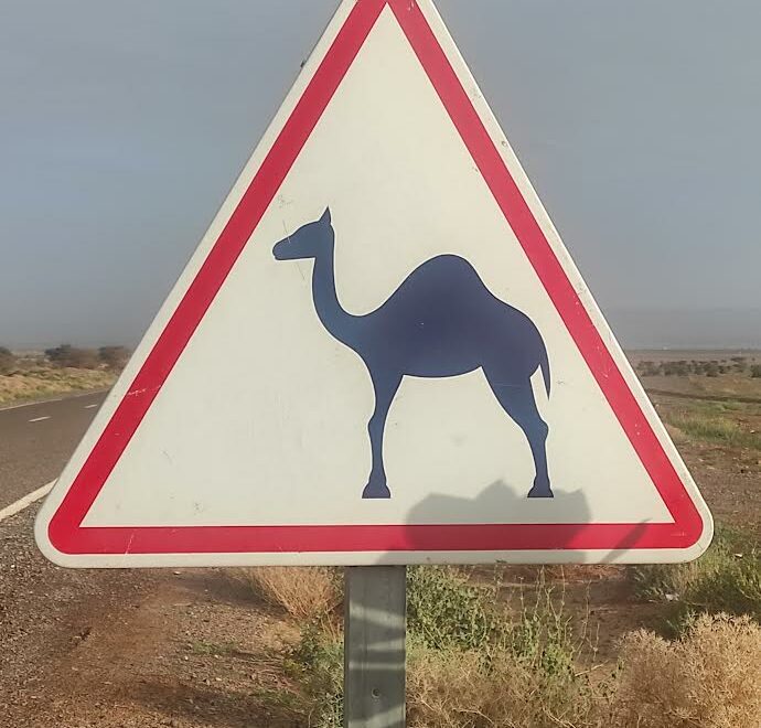 Attention dromadaire