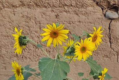 Fleur sauvage dans le désert marocain, une espèce de la famille des astéracées qui illumine le sable - M'Hamid
