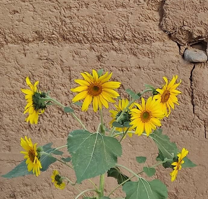 Fleur sauvage dans le désert marocain, une espèce de la famille des astéracées qui illumine le sable - M'Hamid