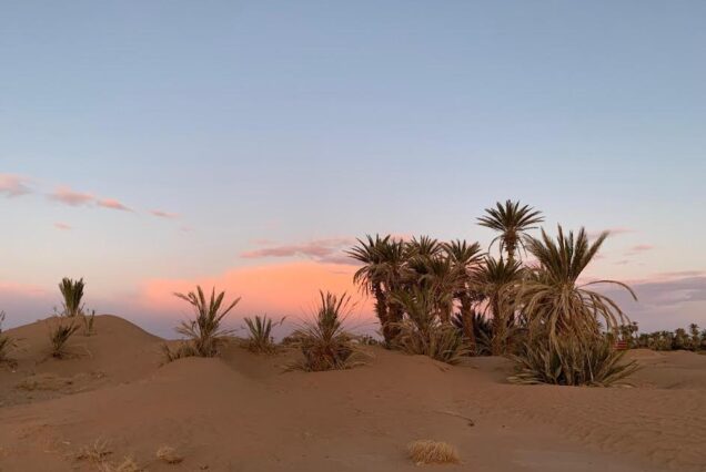 Grain de Sable du Maroc - palms