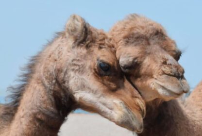 Grain de Sable du Maroc - Hug de 2 Dromadaires