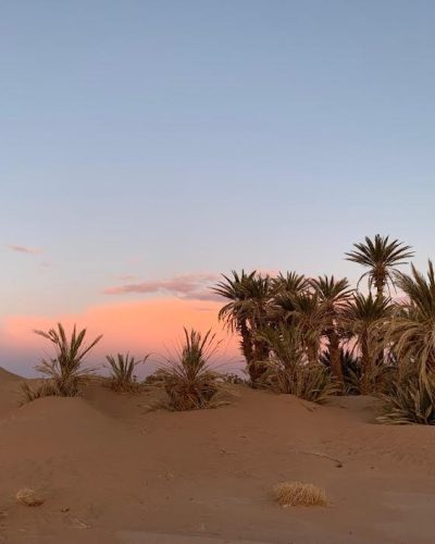 Grain de Sable du Maroc - palms